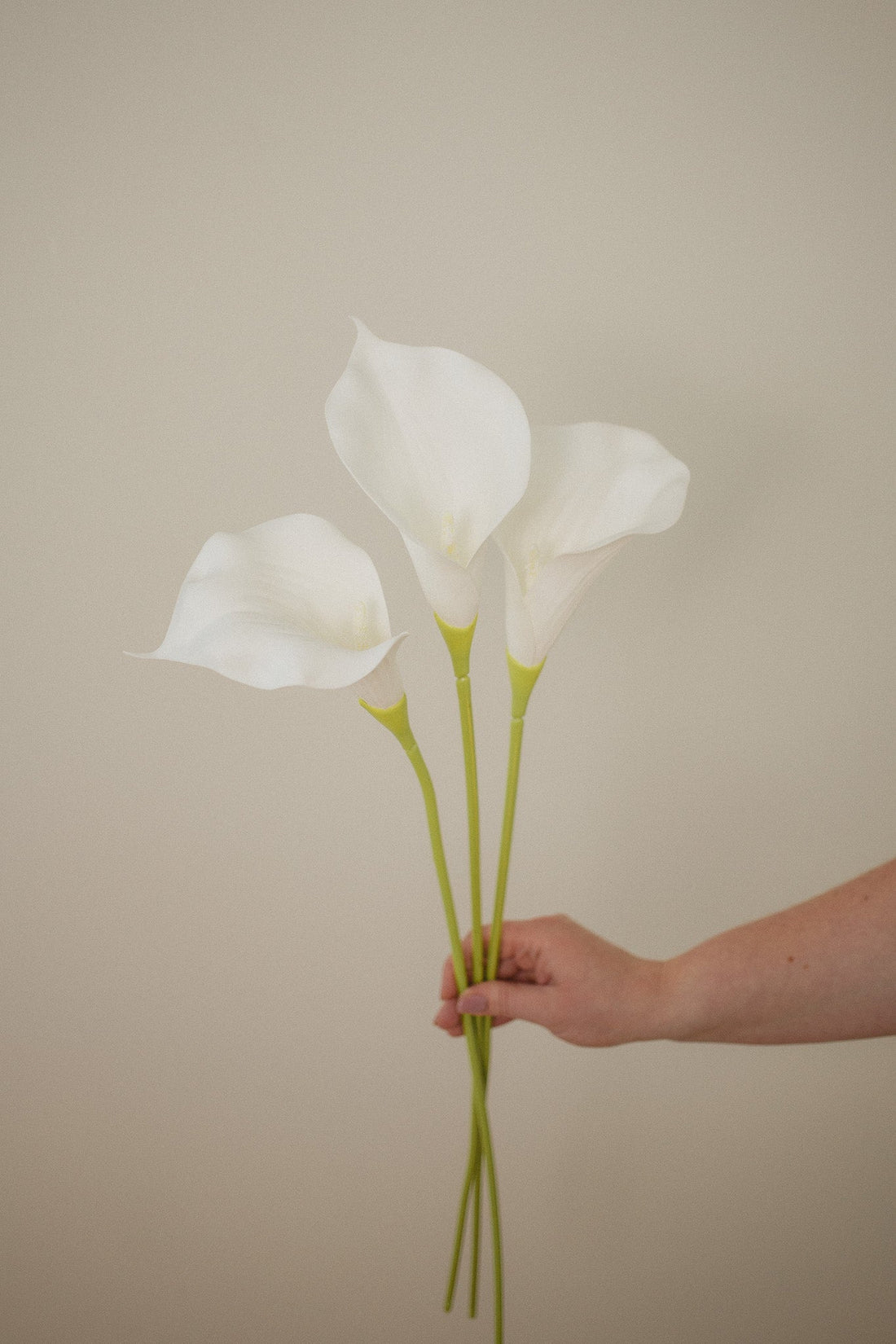 Calla Lilly Stem