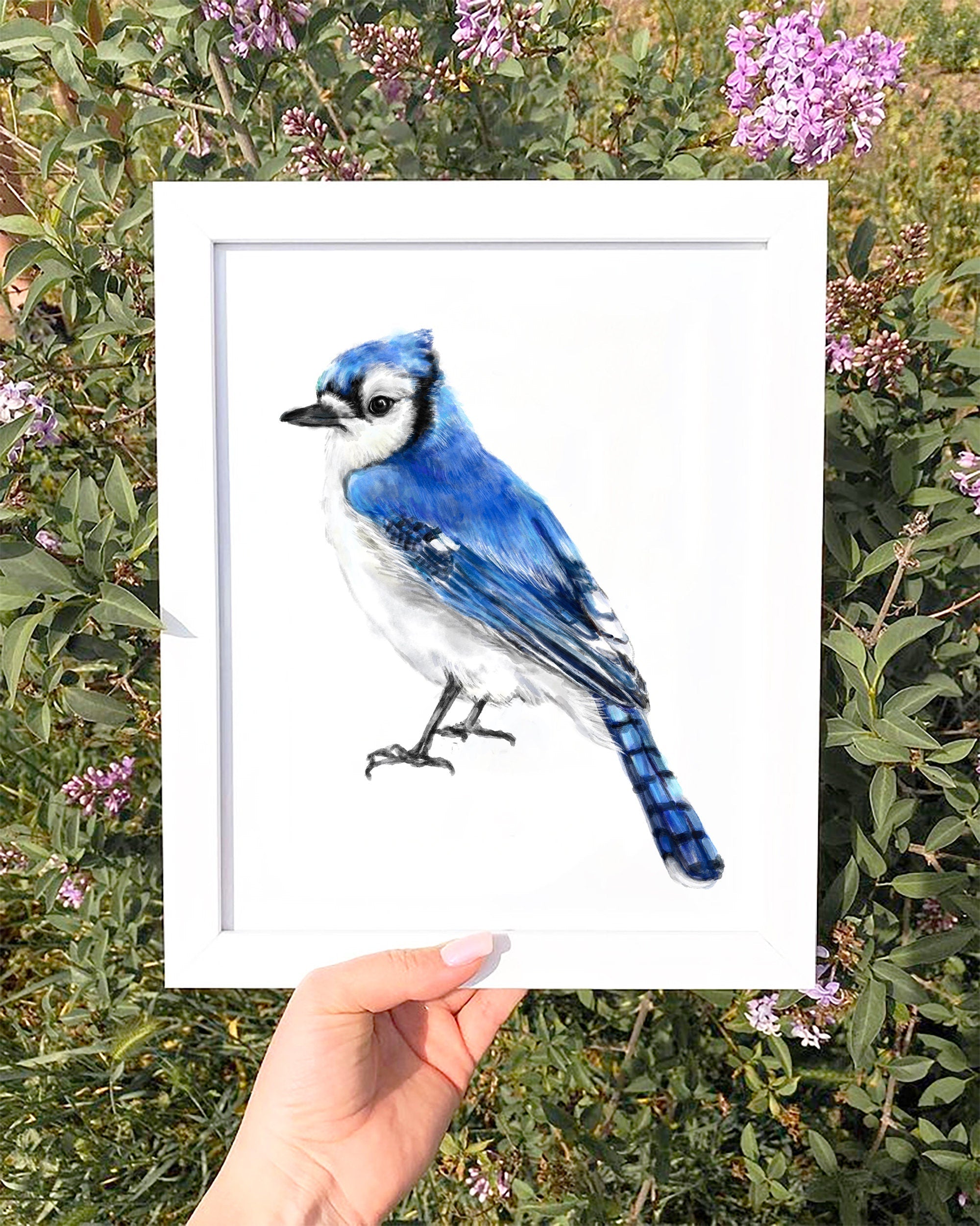 Blue Jay Bird Art Print