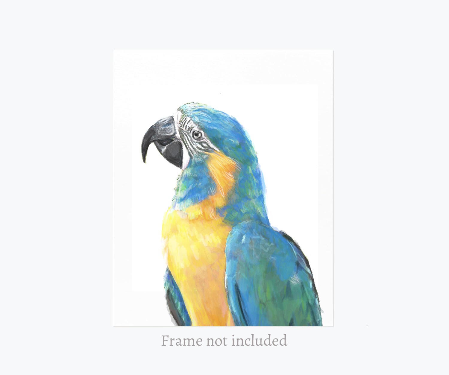Blue Throated Macaw Bird Art Print