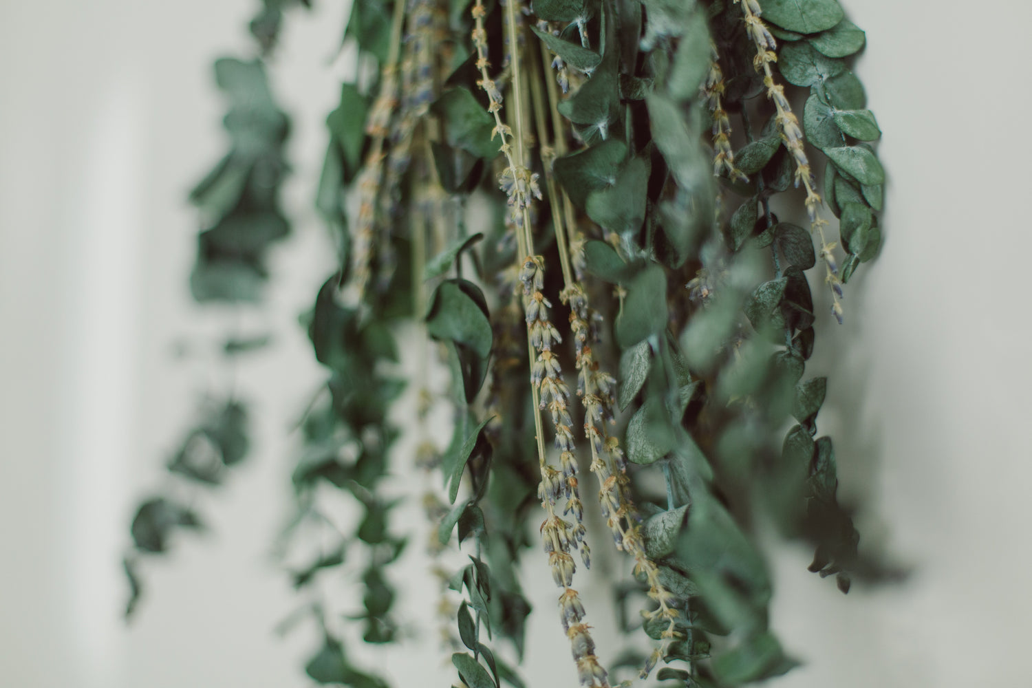 Eucalyptus Shower Bundle