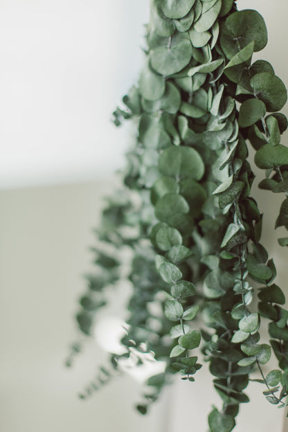 Eucalyptus Shower Bundle