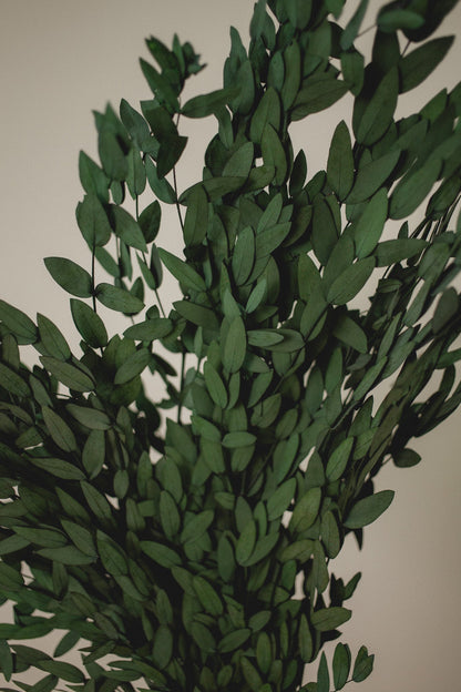 Preserved Short Willow Eucalyptus (Parvifolia)