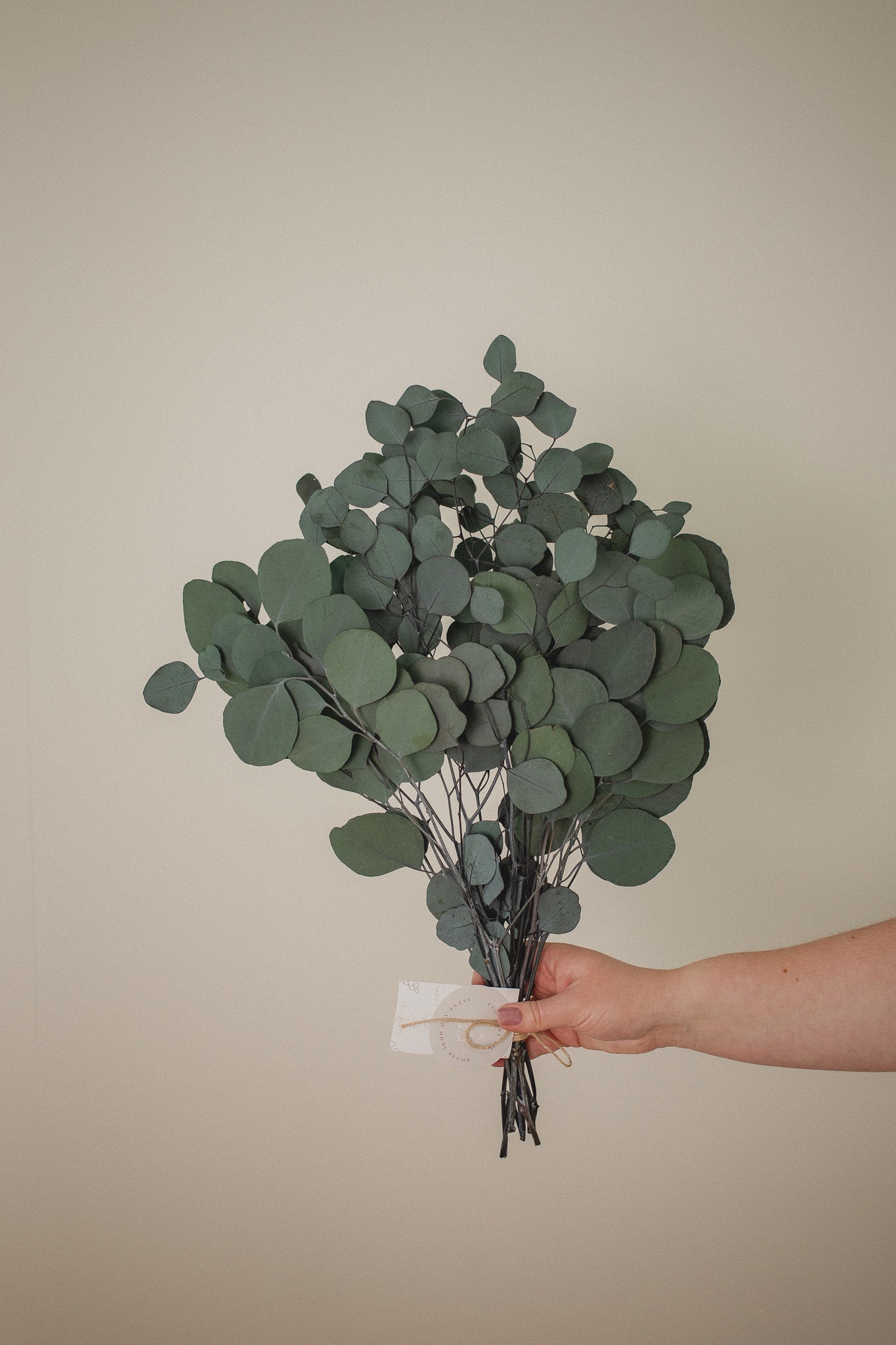 Italian Silver Dollar Eucalyptus