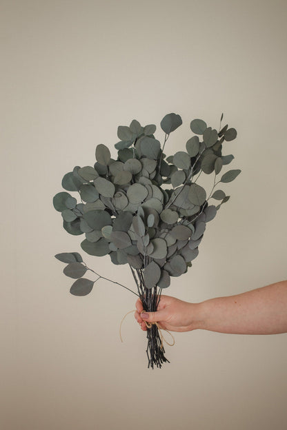 Italian Silver Dollar Eucalyptus