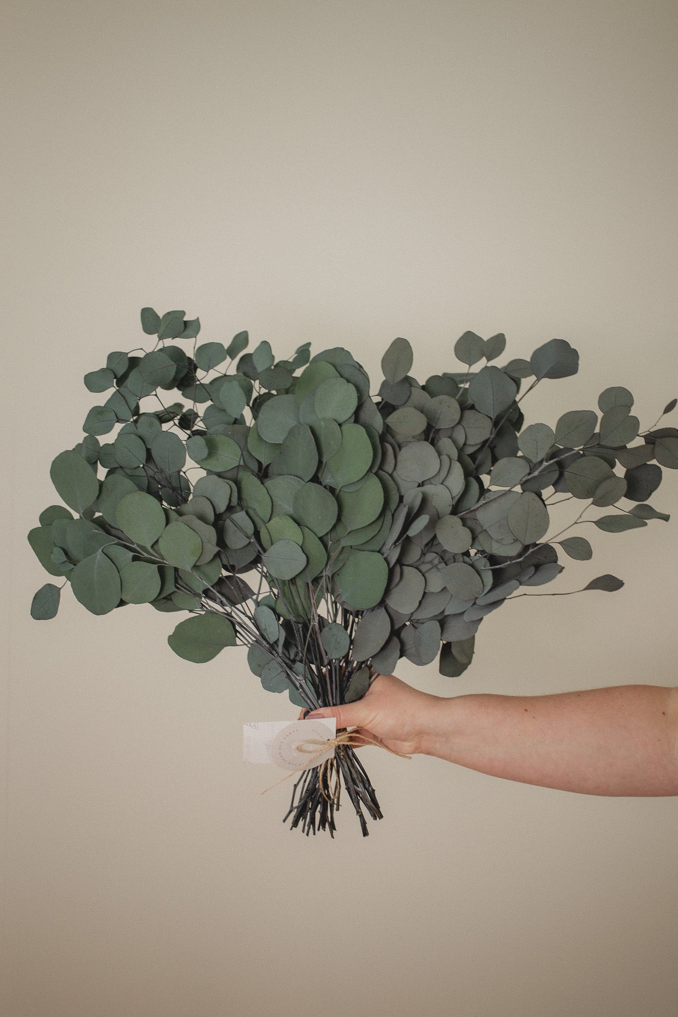 Italian Silver Dollar Eucalyptus