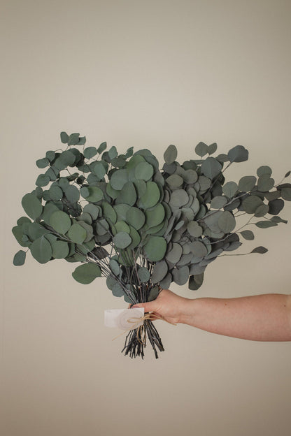 Italian Silver Dollar Eucalyptus