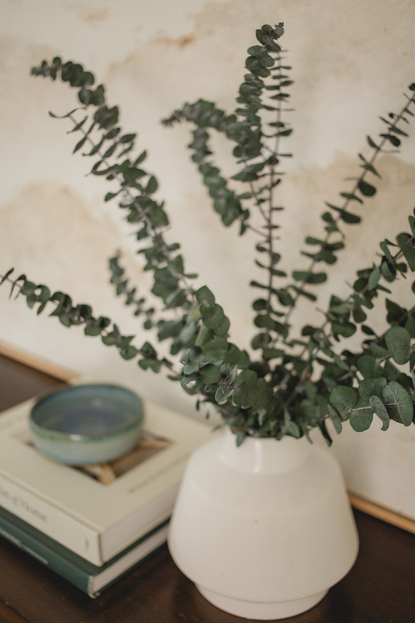 Italian Baby Eucalyptus