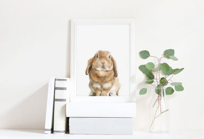 Lop Rabbit Art Print