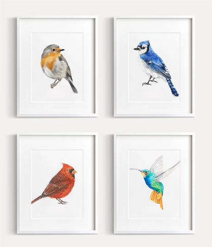 Robin Bird Art Print