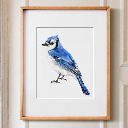 Blue Jay Bird Art Print