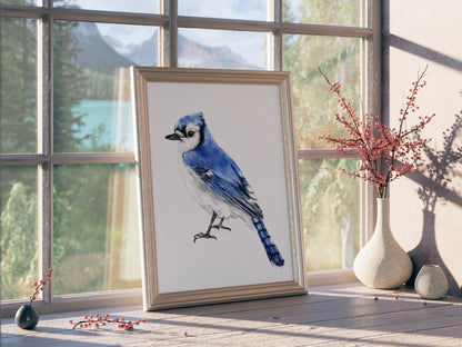 Blue Jay Bird Art Print