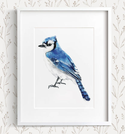 Blue Jay Bird Art Print
