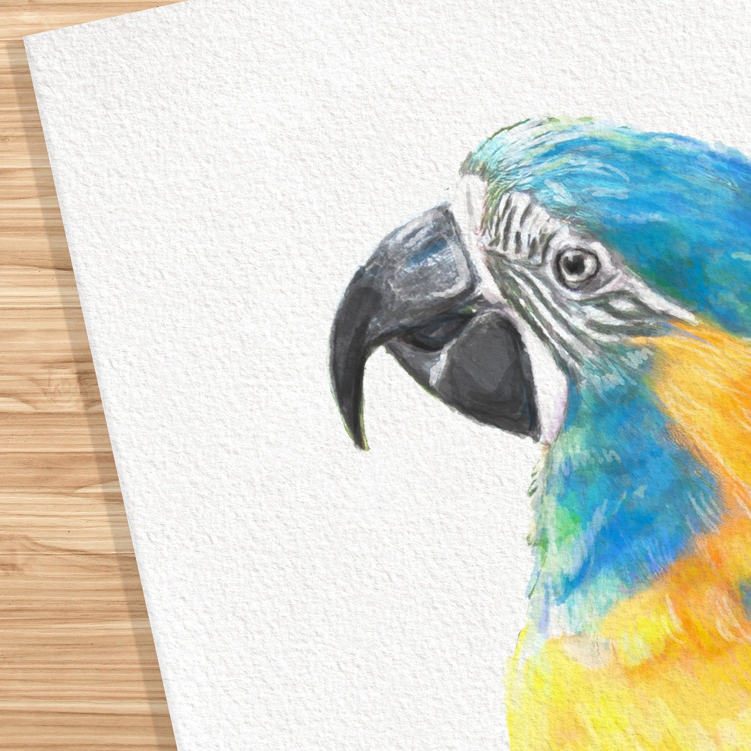 Blue Throated Macaw Bird Art Print