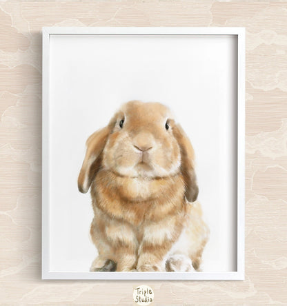 Lop Rabbit Art Print
