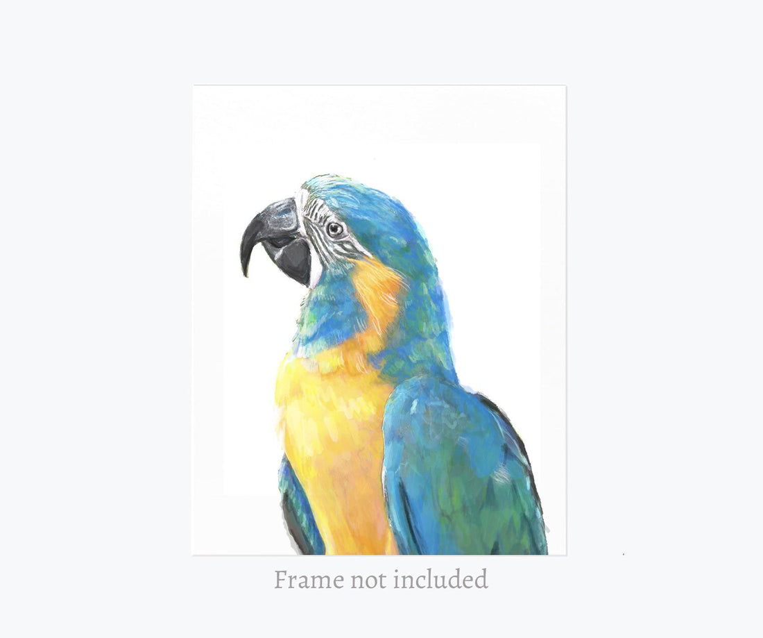 Blue Throated Macaw Bird Art Print
