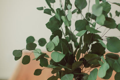 Preserved Silver Dollar Eucalyptus Bundle