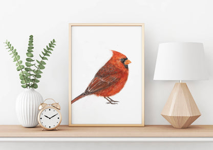 Red Cardinal Bird Art Print