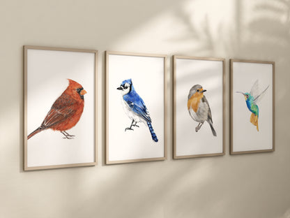 Blue Jay Bird Art Print